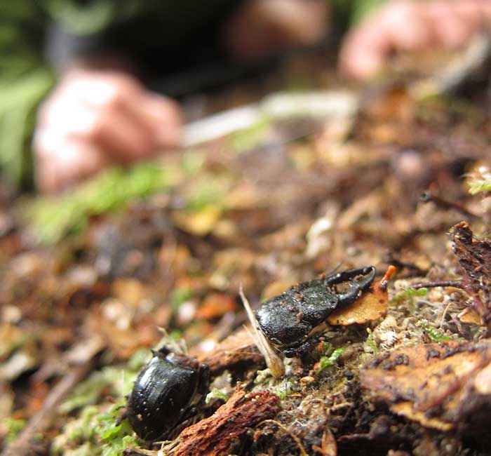 Parts of a Simson's stag beetle found at the Blue Tier - Matt Taylor